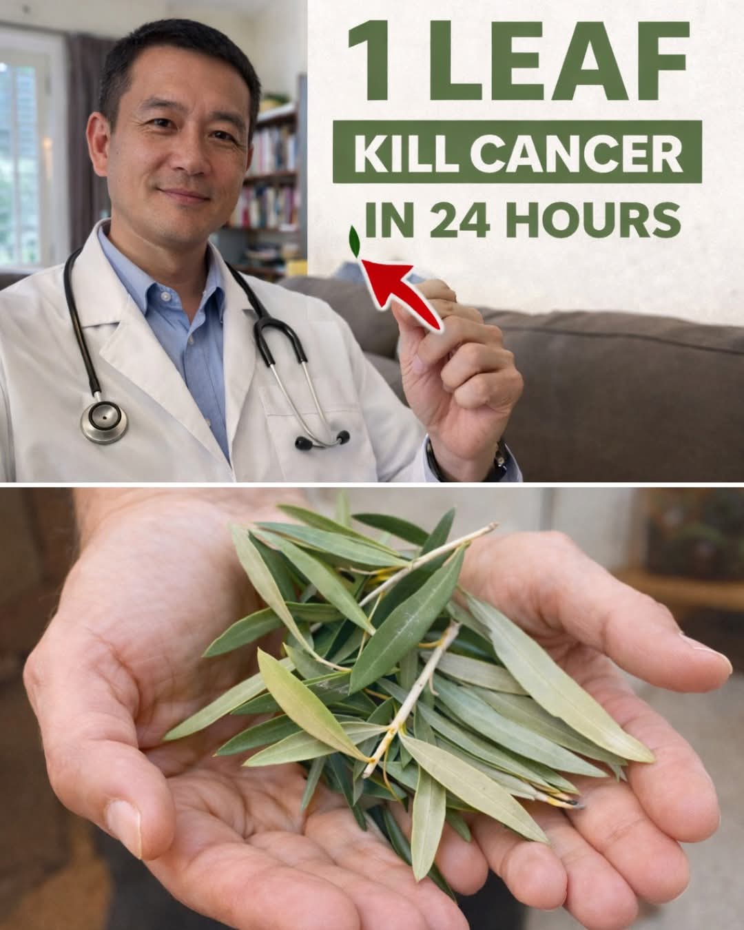 The Under-the-Radar Plant Compound Doctors Rarely Discuss That’s Gaining Attention in Lab Research on Cancer Cells – Olive Leaf Extract