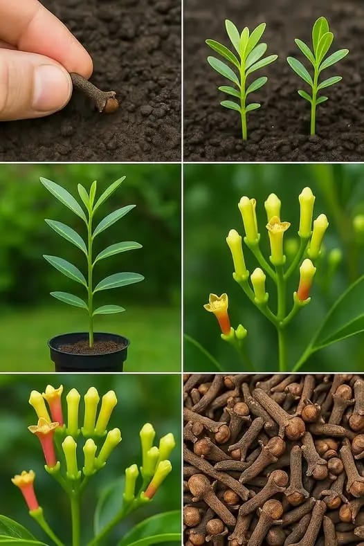 A Beautiful, Fragrant Home Is Easy — Just Grow Cloves Using This Simple Method!