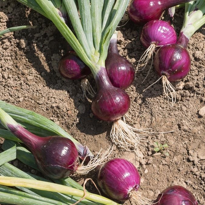 Doctors reveal that eating onion causes …