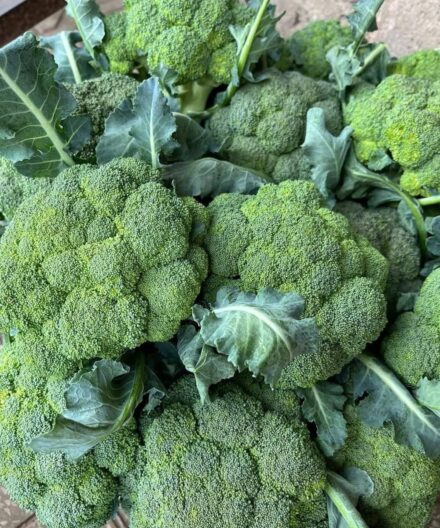 Doctors reveal that green broccoli causes…see more