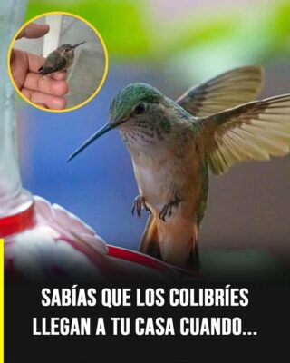 ¿Qué significa que un colibrí visite tu casa? Explicación científica y creencias populares