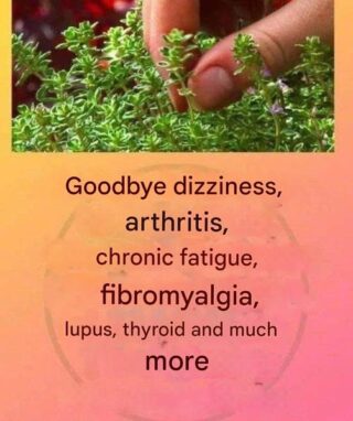 This is a true as it treats arthritis, lupus, dizziness, thyroid problems and chronic fatigue