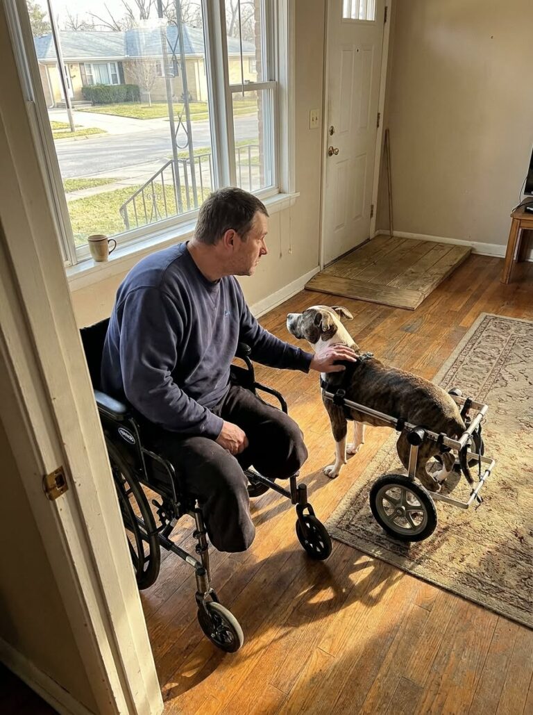 My Husband Hadn’t Left the House in 14 Months After Losing Both Legs. So I Brought Home a Pit Bull Who’d Lost Hers Too — and Couldn’t Go to the Bathroom Without Someone Pushing Her Outside.