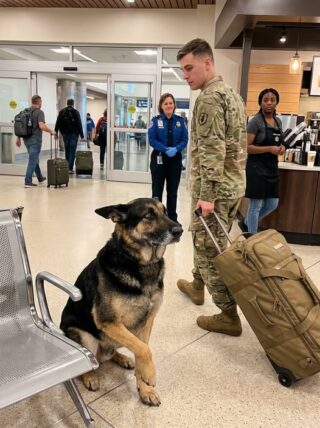 A German Shepherd Waited at the Same Airport Door for Six Months — Then Six Soldiers Walked In Carrying the One Thing He Recognized