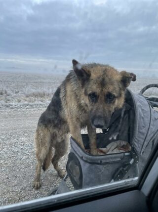 A Stray Dog Was Found Sitting Guard Beside an Abandoned Baby Stroller on an Empty Road — He Wouldn’t Let Anyone Near at First.