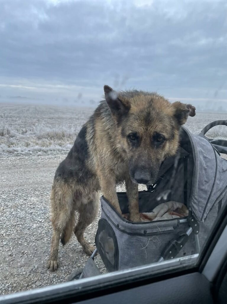 A Stray Dog Was Found Sitting Guard Beside an Abandoned Baby Stroller on an Empty Road — He Wouldn’t Let Anyone Near at First.
