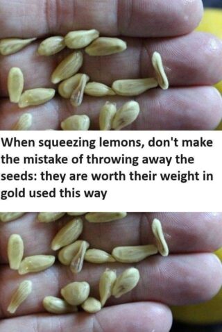 When squeezing lemons, don’t make the mistake of throwing away the seeds